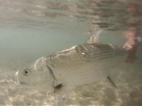 Bonefish release Turks and Caicos
