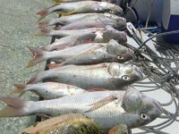 Nice catch Turks and Caicos