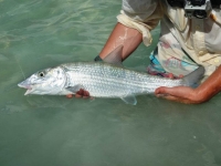 Turks Bonefish Guide