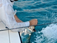 Will and Tarpon