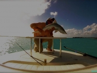 Turks and Caicos blacktip shark