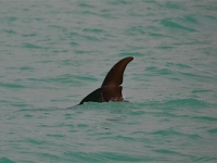 Bonefish tailing Turks and Caicos
