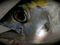 Turks and Caicos Tuna