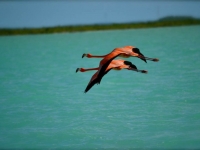 Turks and Caicos Birding