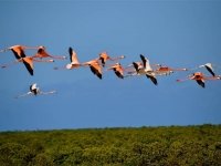 Flamingos on Turks and Caicos