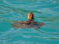 Sea Turtle