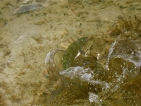 Turks and Caicos Bonefish