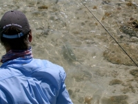 Bonefish Charter Providenciales