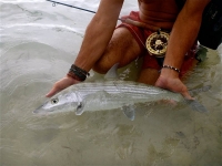 Providenciales Bonefish