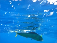 Turks and Caicos Fishing Charter