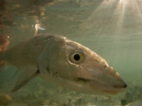 Turks and Caicos Bonefish