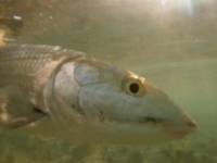 Bonefish Underwater