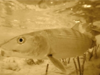 Bonefish Underwater