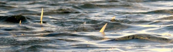 Turks and Caicos Evening Tail