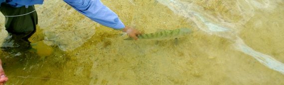 Harry the dog feeds Bonefish