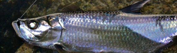 Tarpon, Bonefish, Barracudas oh my…