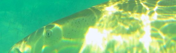 Some of the Latest Fish Pics